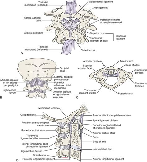 Cervical Spine Musculoskeletal Key