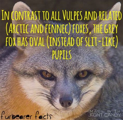 Pin By Julee On Furbearer Facts Grey Fox Fennec Fox Fox