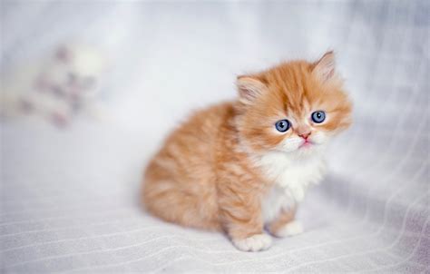 Affordable and search from millions of royalty free images, photos and vectors. Wallpaper baby, red, kitty, ginger kitten, Persian cat ...