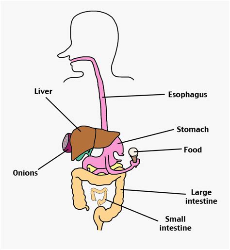 Digestive System Labeled Png Free Transparent Clipart Clipartkey