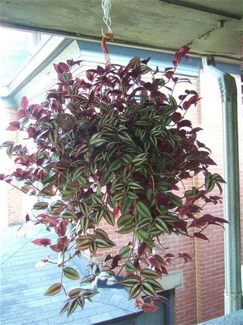 Maybe you would like to learn more about one of these? My ultimate favorite plant...the Wandering Jew houseplant ...