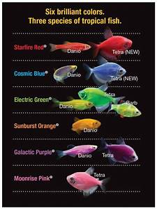 From Tetra All About Glofish Glofish Fish Tank Freshwater Aquarium