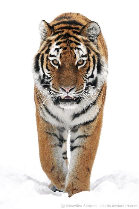 Siberian Tiger Png Transparent Image Png Svg Clip Art For Web