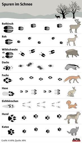 Check spelling or type a new query. Tiere im Schnee: Wer hinterlässt welche Spur? | Tierspuren ...