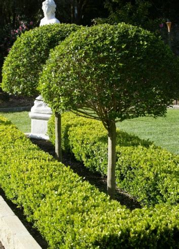 Want to find quality, reliable and highly experienced horticultural garden design & landscaping. Enhance Your Garden With The Right Hedge Design ...