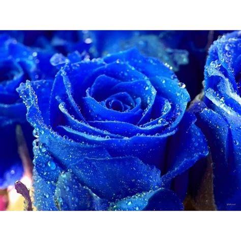 Blue Rose Flower Seeds Price €250