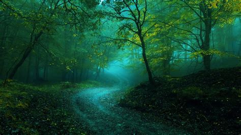 Fog Green Tree Mist 4k Path Woodland Ecosystem Vegetation