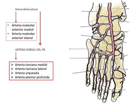 Arterias Y Venas Del Pie