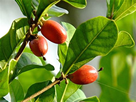 Miracle Fruit Nutrients Uses Benefits Side Effects