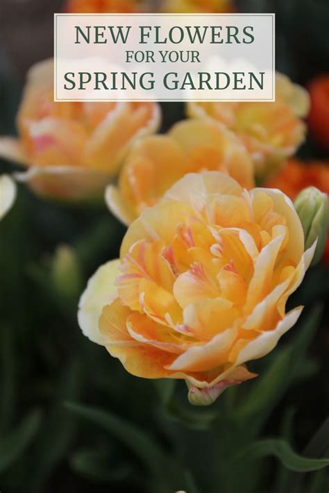 New Flowers For Your Spring Garden Longfield Gardens Longfield