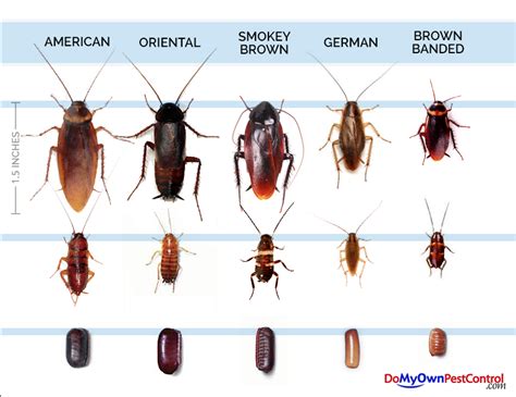 The original diy pest control supply store. life_cycle_of_different_types_of_roaches_for ...