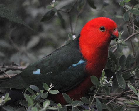 All of these black parrot background resources are for free download on pngtree. Australia Bird Photos
