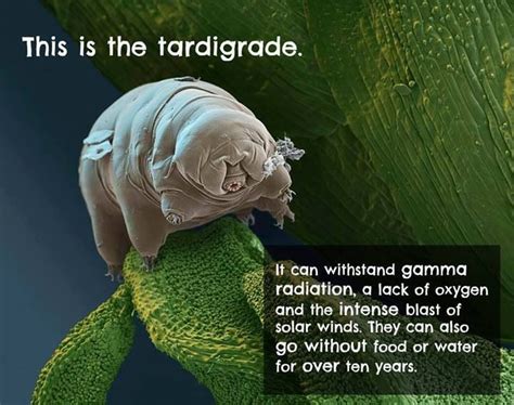 Pin By Melissa Lester On Science Tardigrade Animal Facts Animals