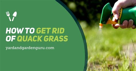 Luckily, there are ways to get rid of the animal. How To Get Rid Of Quack Grass