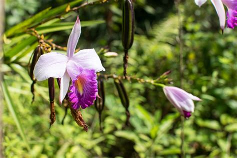 10 Of The Rarest Orchids In The World Many Are Endangered Orchids