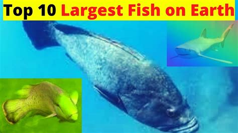 Top 10 Largest Fish Alive On Earth 10 Biggest Fish In The World