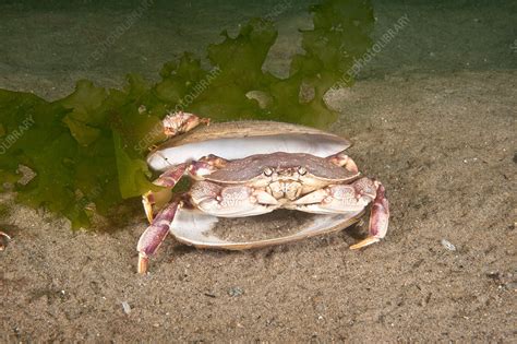 Atlantic Rock Crab Stock Image C0250745 Science Photo Library