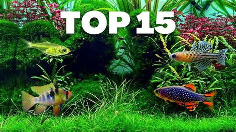 Top 10 Stunning Nano Fish To Try In Your Next Small Aquarium Aquarium