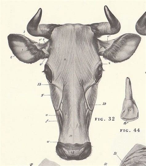 Vintage Cow And Bull Head View Illustration Book By Niminsshop 800