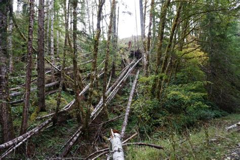 Port Of Tillamook Bay Abandoned Railroad Hike Salmonberry River