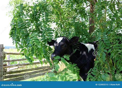Head And Face Of Holstein Calf Surrounded By Green Locust Tree Leaves