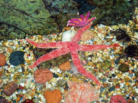 Free Images Water Ocean Colorful Fauna Starfish Coral Reef
