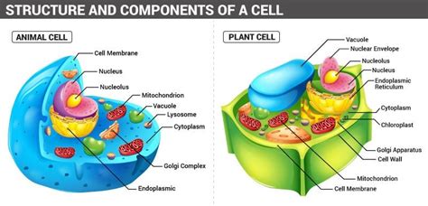 Cell Organization Levels Of Cellular Organization Byjus