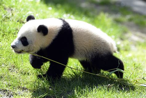 Animal Photos Of The Week Baby Panda Goes For A Stroll Huffpost