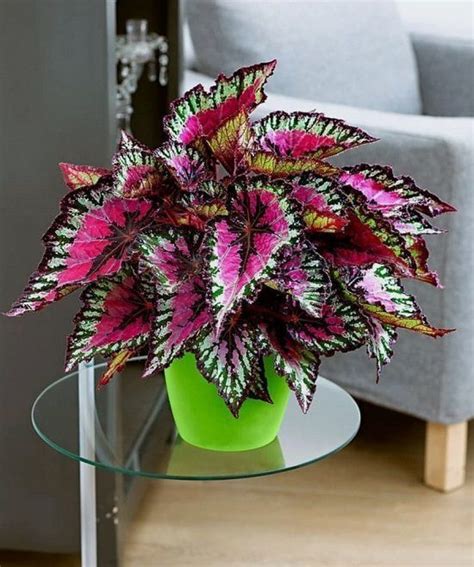 24 Most Beautiful Tropical Foliage Houseplants In 2020 Plants