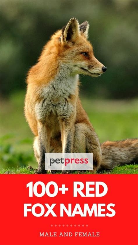 100 Best Red Fox Names List Of Names For Red Foxes