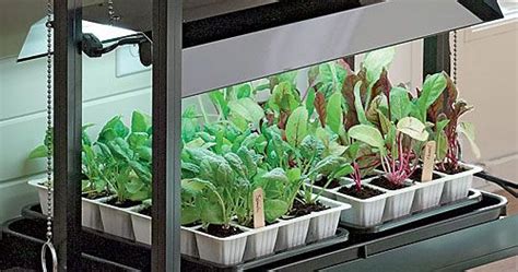 Grow lights are one solution to indoor plant growing. Gardening Under Grow Lights | Growing plants indoors, Grow ...