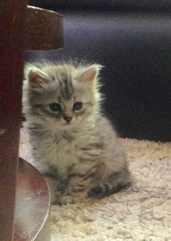 2,561 likes · 199 talking about this · 8 were here. Adorable Russian Siberian Kitten Hypoallergenic Cats for ...