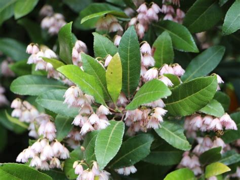 Elaeocarpus Reticulatus ‘prima Donna Blueberry Ash Gardening With