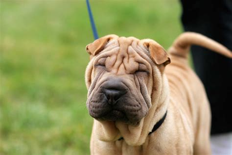 Chinese Shar Pei Breed Information Pictures And More