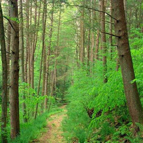 Fileweiser State Forest Walking Path