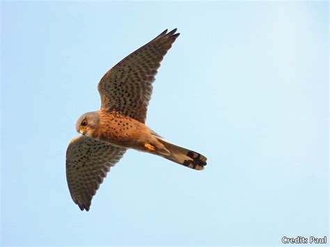 Wing Tips: Identifying our birds of prey in 2020 | Birds of prey