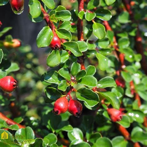 Cotoneaster Apiculatus Cranberry Cotoneaster From Home Nursery