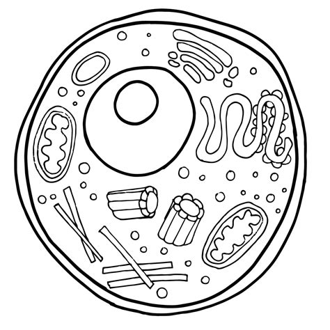 Cell Structure Coloring Pages To Download And Print For Free