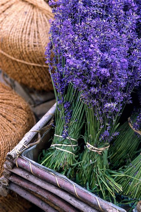 30 Of The Best Ways To Use Lavender | Growing lavender, Lavender seeds, Lavender flowers