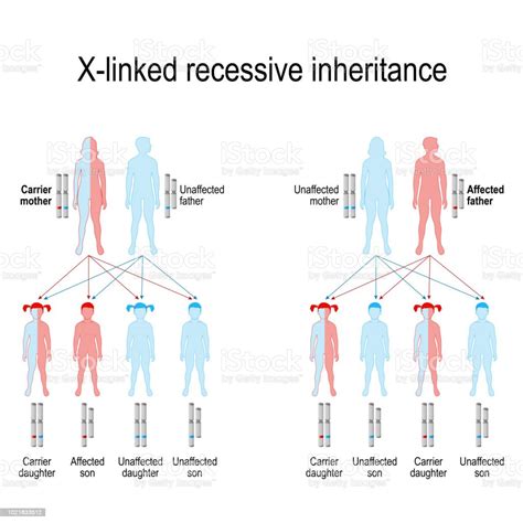 Xlinked Recessive Inheritance Stock Illustration Download Image Now