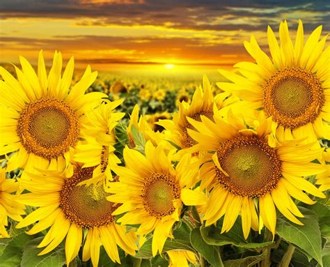 Download Sunrise Summer Field Yellow Flower Flower Nature Sunflower 4k