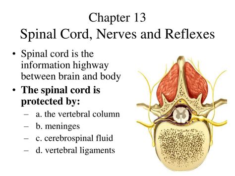 Ppt Chapter Spinal Cord Nerves And Reflexes Powerpoint Sexiz Pix