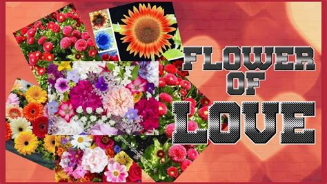 Check spelling or type a new query. FLOWER OF LOVE - YouTube
