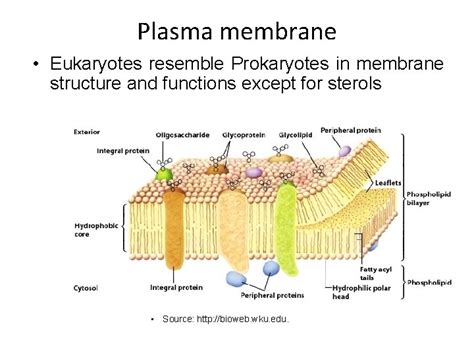 Structure And Organization Of Eukaryotic Cell Plasma Membrane