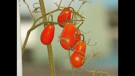 Dicas E Cuidados Com O Tomateiro 100 Orgânico Youtube