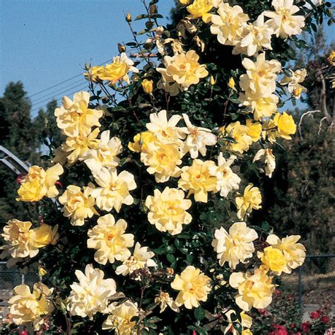 Golden Showers Climbing Rose Shop Roses Brecks