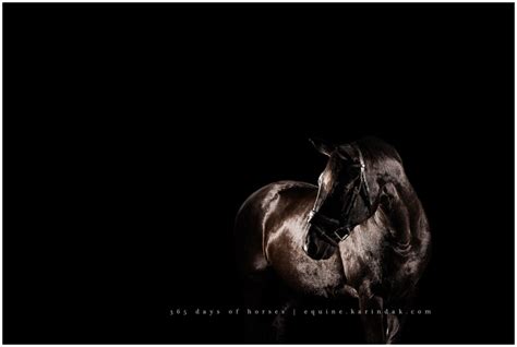 365 Days Of Horses Cabrini Black Mecklenburg Texas Equine
