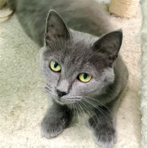 Meet Gray A Petstablished Domestic Shorthair Cat In Trenton