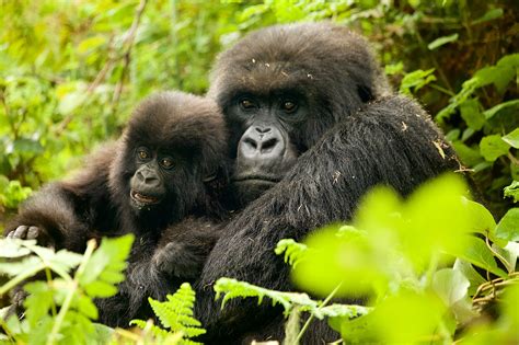 Red Rocks Cultural Tourism Week And Rwandas Kwita Izina Baby Gorilla