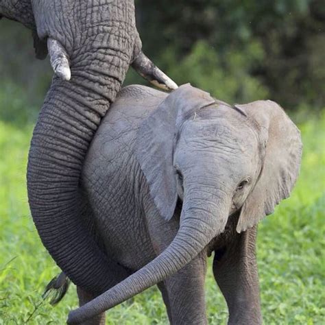 Animals On Instagram ️amazing Elephant Love Animals Elephant